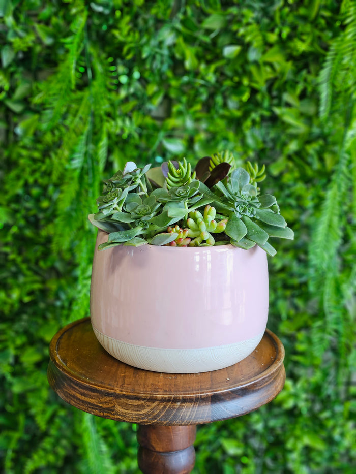 Pink Succulent Pot