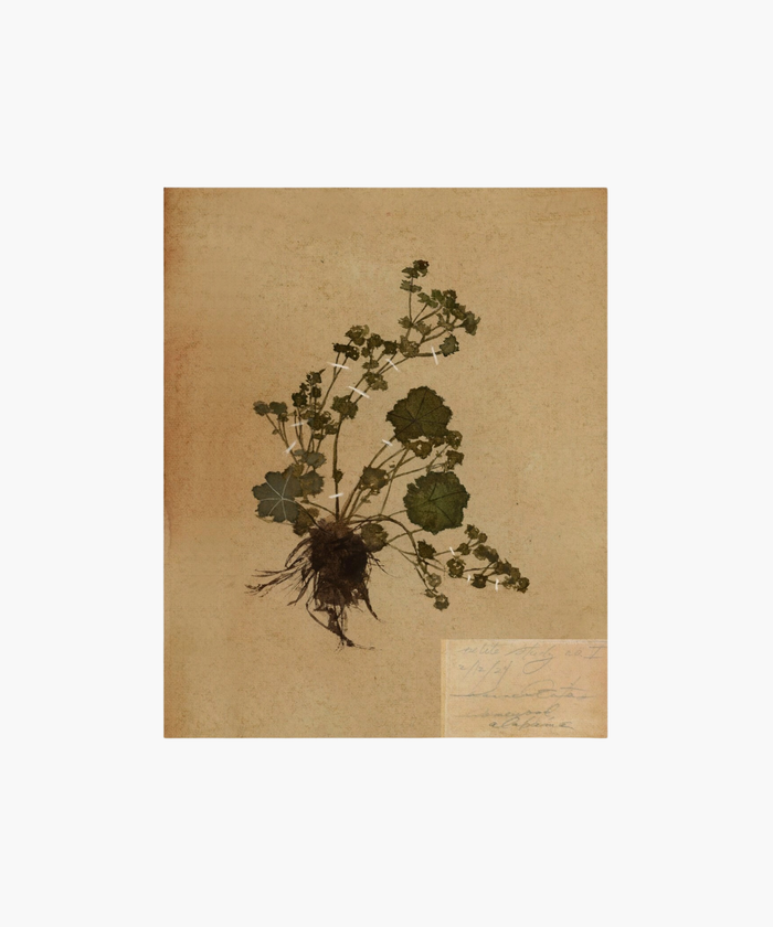 Dried plant specimen on aged parchment, showing roots and green leaves secured with tape. A small handwritten note appears in the bottom corner. | SW Home