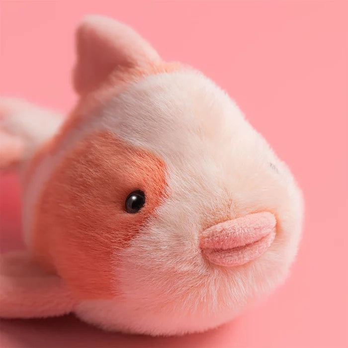Teddy - Fancy Carp - Lifestyle Cut